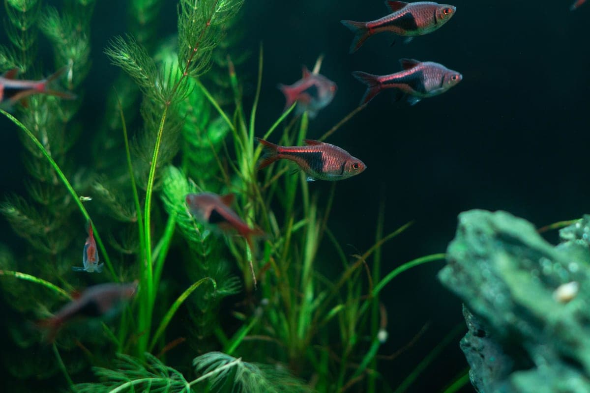 A small aquarium filter fitted to the back of a ten gallon tank