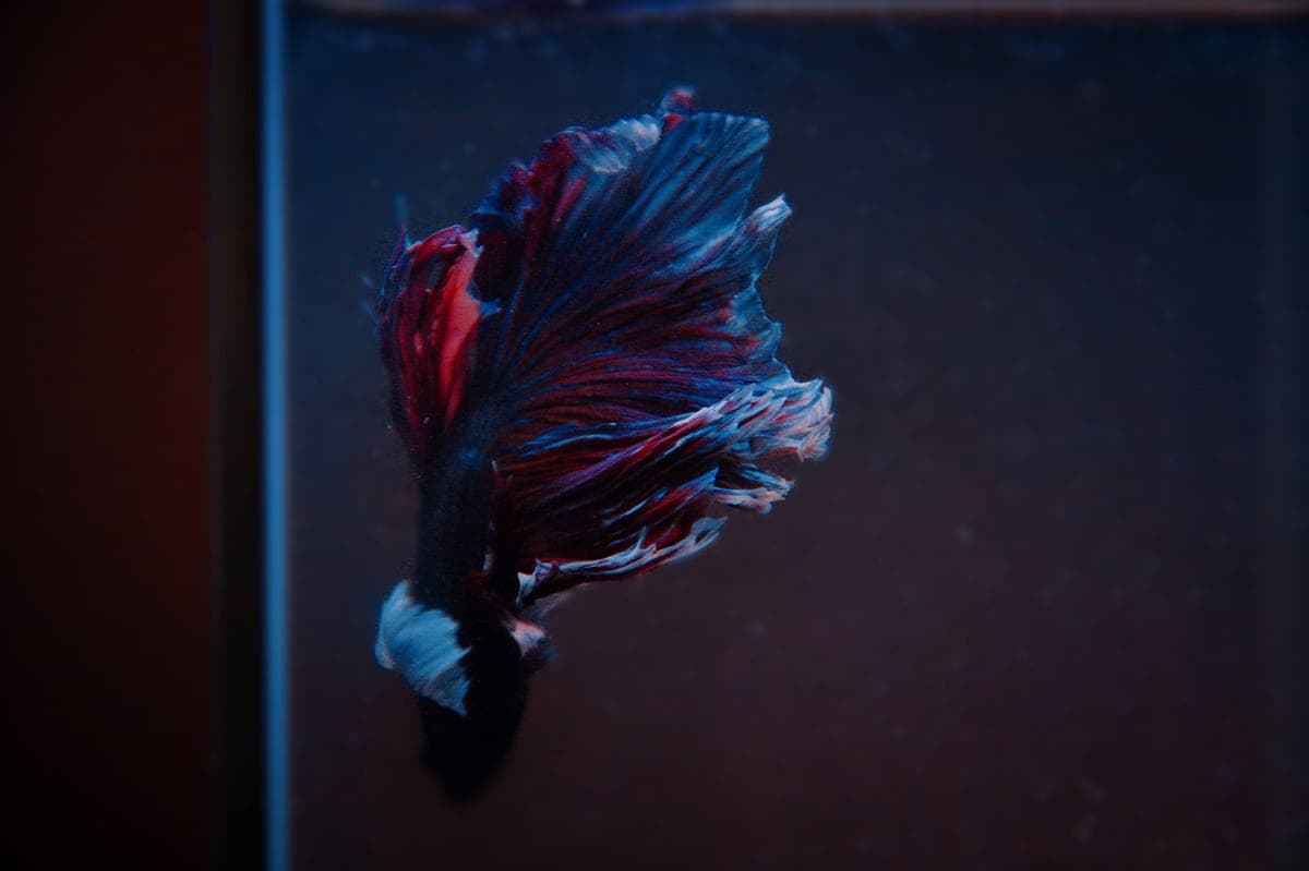A betta fish swimming in a planted aquarium