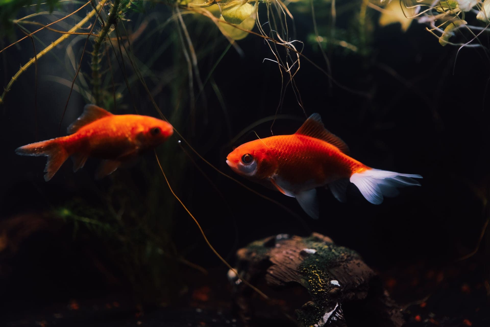 A planted freshwater aquarium lit from above