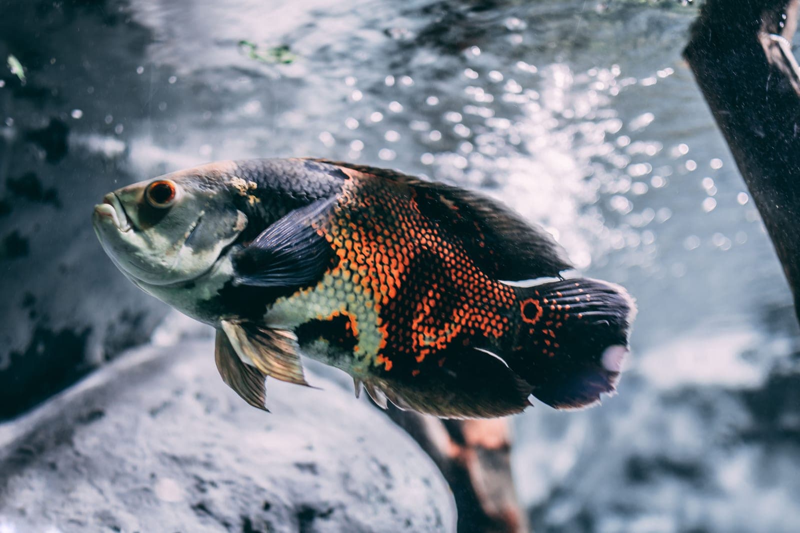 Small tropical freshwater fish swimming among plants