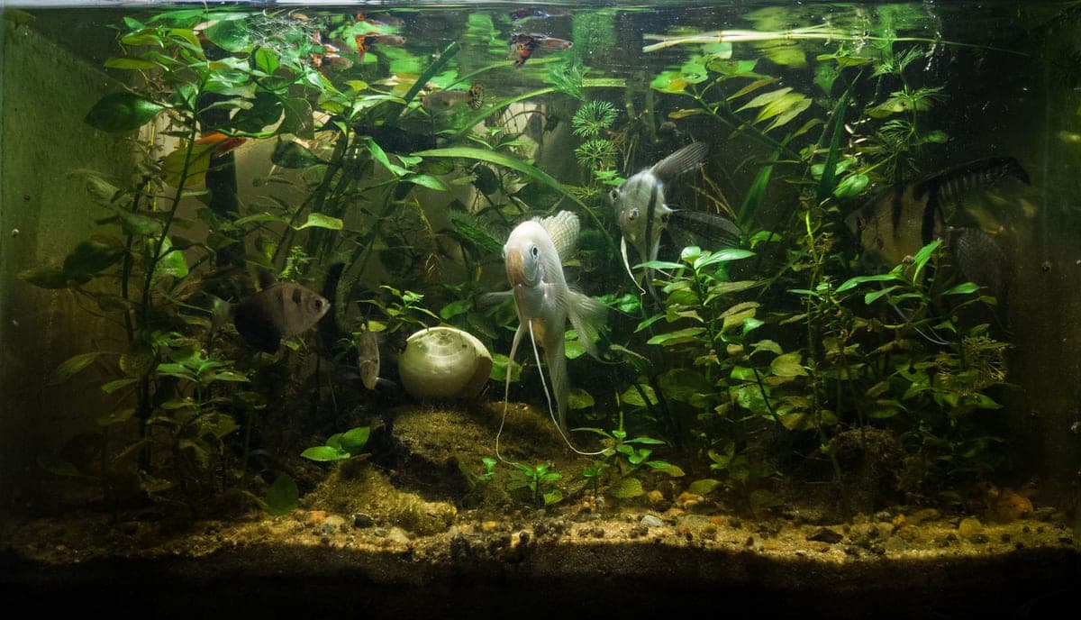 A home aquarium set up on a wooden stand