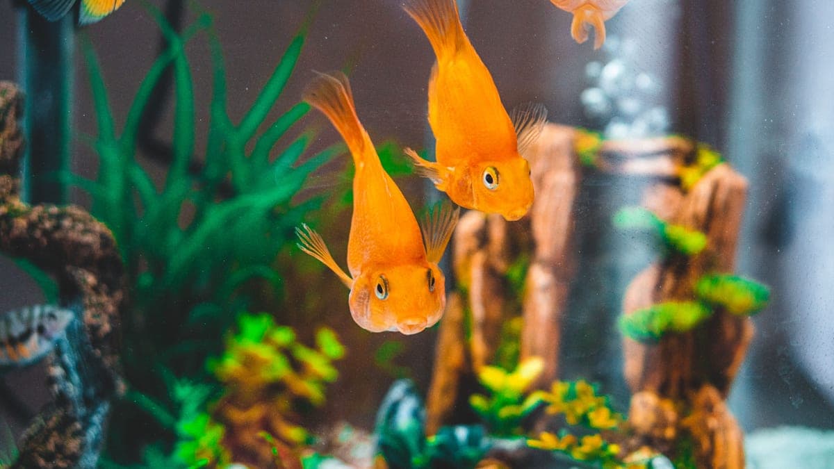 Small community fish swimming in a planted aquarium